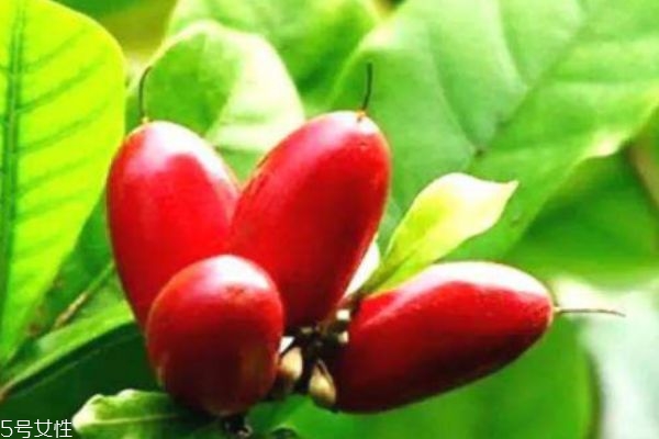 什么是神秘果呢 神秘果有什么營養(yǎng)價(jià)值呢 什么是神秘果呢 神秘果有什么營養(yǎng)價(jià)值呢