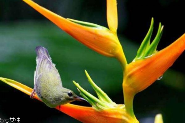 什么是天堂鳥呢 天堂鳥有什么作用呢 什么是天堂鳥呢 天堂鳥有什么作用呢