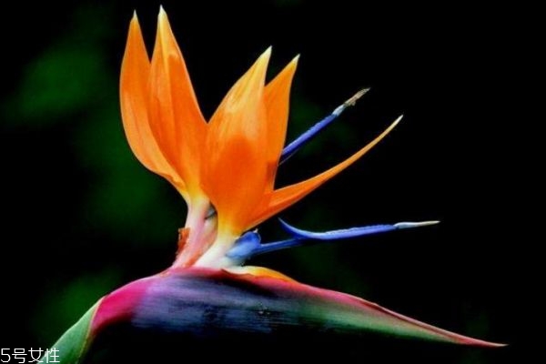 什么是天堂鳥呢 天堂鳥有什么作用呢 什么是天堂鳥呢 天堂鳥有什么作用呢