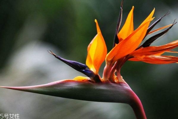 天堂鳥(niǎo)的寓意是什么呢 天堂鳥(niǎo)的市場(chǎng)價(jià)格是怎么樣的呢 天堂鳥(niǎo)的寓意是什么呢 天堂鳥(niǎo)的市場(chǎng)價(jià)格是怎么樣的呢