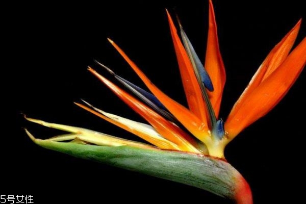 天堂鳥(niǎo)的寓意是什么呢 天堂鳥(niǎo)的市場(chǎng)價(jià)格是怎么樣的呢 天堂鳥(niǎo)的寓意是什么呢 天堂鳥(niǎo)的市場(chǎng)價(jià)格是怎么樣的呢