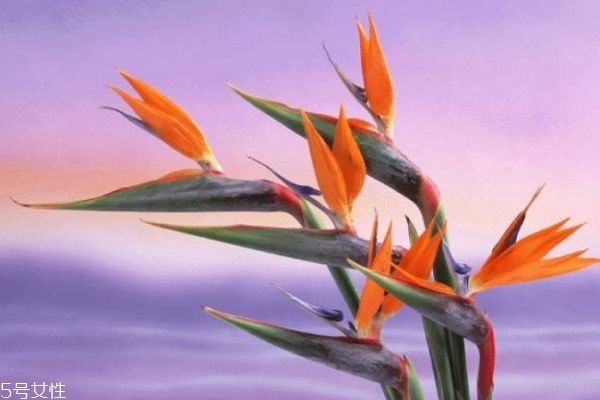 天堂鳥(niǎo)的寓意是什么呢 天堂鳥(niǎo)的市場(chǎng)價(jià)格是怎么樣的呢 天堂鳥(niǎo)的寓意是什么呢 天堂鳥(niǎo)的市場(chǎng)價(jià)格是怎么樣的呢