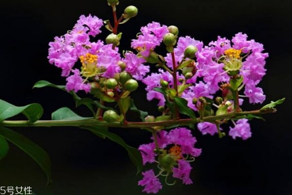 紫薇花是一種什么花呢 紫薇花有什么作用呢 紫薇花是一種什么花呢 紫薇花有什么作用呢