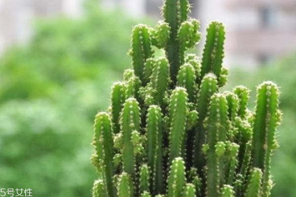 什么是仙人指呢 仙人指有什么作用呢 什么是仙人指呢 仙人指有什么作用呢