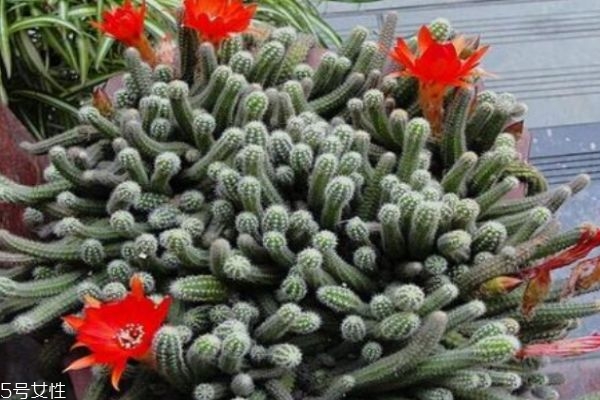 什么是仙人指呢 仙人指有什么作用呢 什么是仙人指呢 仙人指有什么作用呢