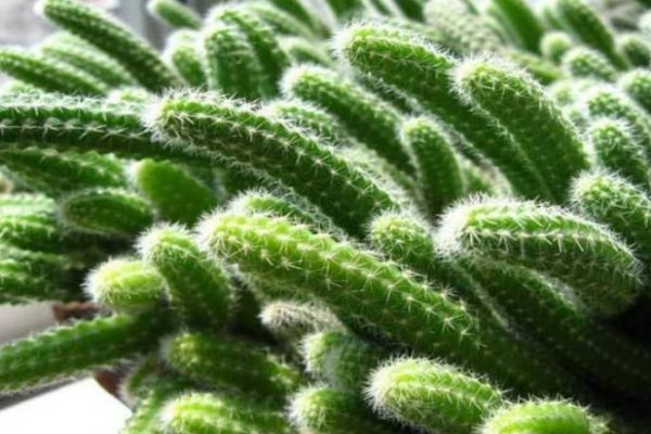 什么是仙人指呢 仙人指有什么作用呢 什么是仙人指呢 仙人指有什么作用呢