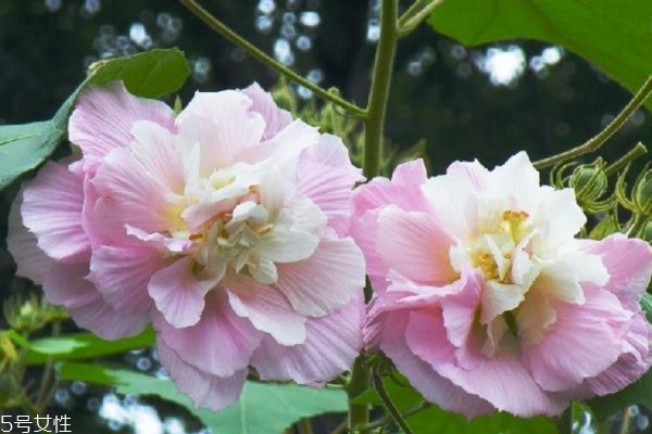 什么是木芙蓉呢 木芙蓉有什么作用呢 什么是木芙蓉呢 木芙蓉有什么作用呢