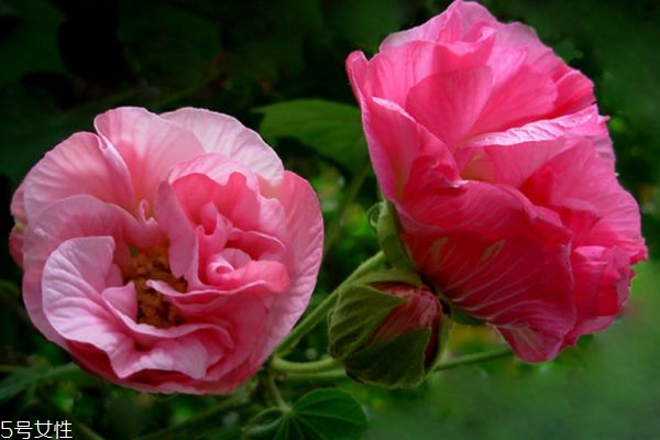 什么是木芙蓉呢 木芙蓉有什么作用呢 什么是木芙蓉呢 木芙蓉有什么作用呢