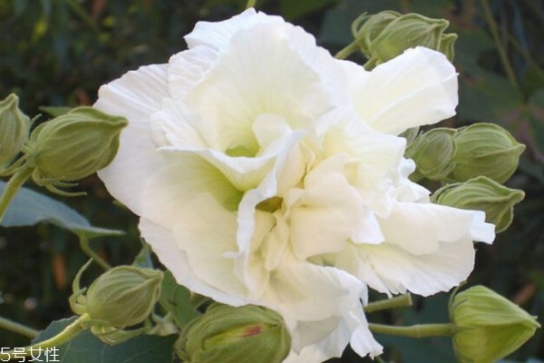 什么是木芙蓉呢 木芙蓉有什么作用呢 什么是木芙蓉呢 木芙蓉有什么作用呢