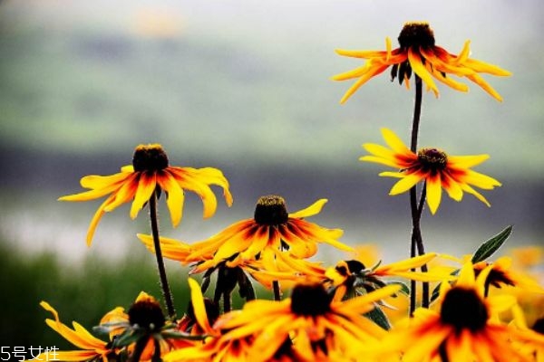 什么是黑心菊呢 黑心菊有什么作用呢 什么是黑心菊呢 黑心菊有什么作用呢