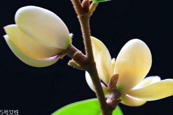 什么是含笑花呢 含笑花有什么作用呢 什么是含笑花呢 含笑花有什么作用呢