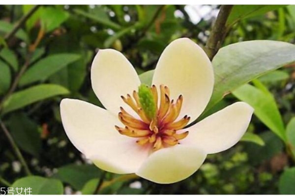 什么是含笑花呢 含笑花有什么作用呢 什么是含笑花呢 含笑花有什么作用呢