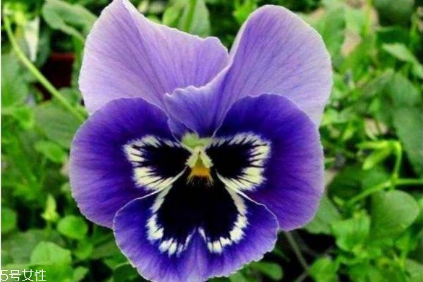 什么是三色堇呢 三色堇有什么作用呢 什么是三色堇呢 三色堇有什么作用呢