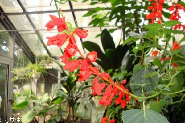 什么是一串紅呢 一串紅有什么作用呢 什么是一串紅呢 一串紅有什么作用呢