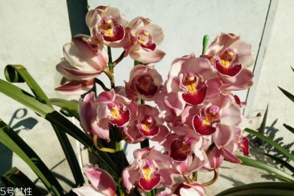 什么是報(bào)歲蘭呢 報(bào)歲蘭有什么作用呢 什么是報(bào)歲蘭呢 報(bào)歲蘭有什么作用呢