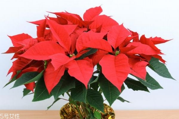 什么是一品紅呢 一品紅生長在什么環(huán)境里呢 什么是一品紅呢 一品紅生長在什么環(huán)境里呢