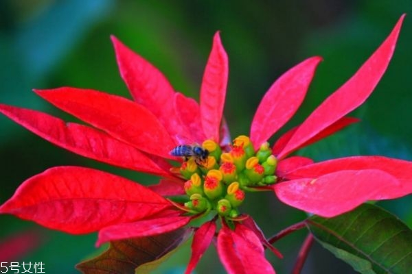 什么是一品紅呢 一品紅生長在什么環(huán)境里呢 什么是一品紅呢 一品紅生長在什么環(huán)境里呢