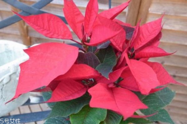 什么是一品紅呢 一品紅生長在什么環(huán)境里呢 什么是一品紅呢 一品紅生長在什么環(huán)境里呢