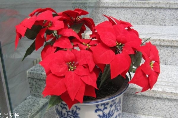 一品紅有什么寓意呢 一品紅是幾月份開花呢 一品紅有什么寓意呢 一品紅是幾月份開花呢