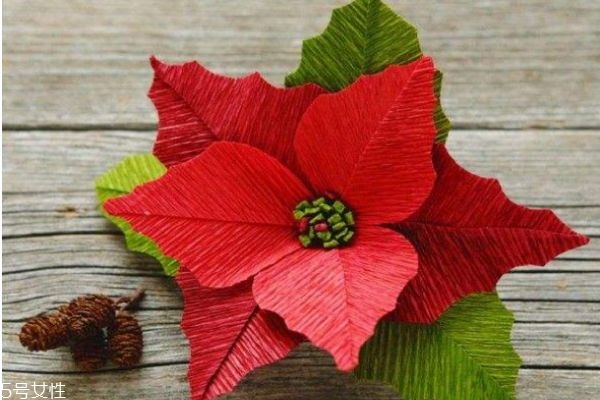 一品紅有什么寓意呢 一品紅是幾月份開花呢 一品紅有什么寓意呢 一品紅是幾月份開花呢