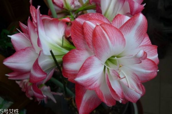 什么是朱頂紅呢 朱頂紅有什么作用呢 什么是朱頂紅呢 朱頂紅有什么作用呢