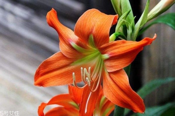 什么是朱頂紅呢 朱頂紅有什么作用呢 什么是朱頂紅呢 朱頂紅有什么作用呢