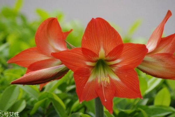 朱頂紅有什么寓意呢 朱頂紅的市場(chǎng)價(jià)格是怎么樣呢 朱頂紅有什么寓意呢 朱頂紅的市場(chǎng)價(jià)格是怎么樣呢