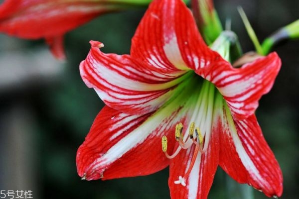 朱頂紅有什么寓意呢 朱頂紅的市場(chǎng)價(jià)格是怎么樣呢 朱頂紅有什么寓意呢 朱頂紅的市場(chǎng)價(jià)格是怎么樣呢