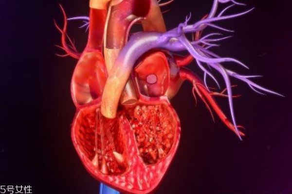 男女的心臟位置一樣嗎 男女心臟有什么區(qū)別 男女的心臟位置一樣嗎 男女心臟有什么區(qū)別