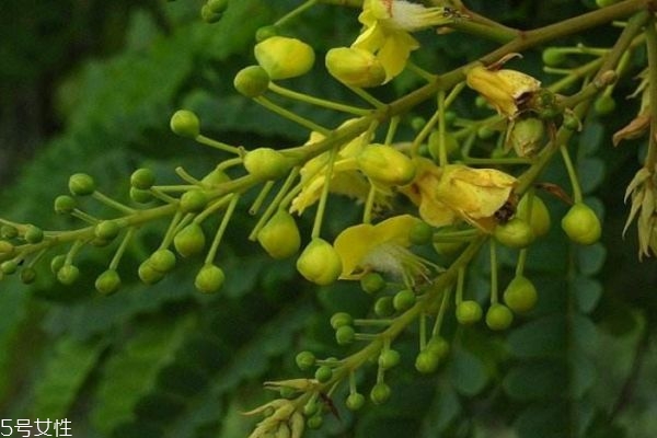 蘇木有什么食用禁忌嗎 蘇木應(yīng)該怎么服用呢 蘇木有什么食用禁忌嗎 蘇木應(yīng)該怎么服用呢