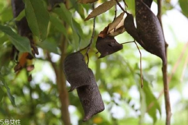蘇木有什么食用禁忌嗎 蘇木應(yīng)該怎么服用呢 蘇木有什么食用禁忌嗎 蘇木應(yīng)該怎么服用呢