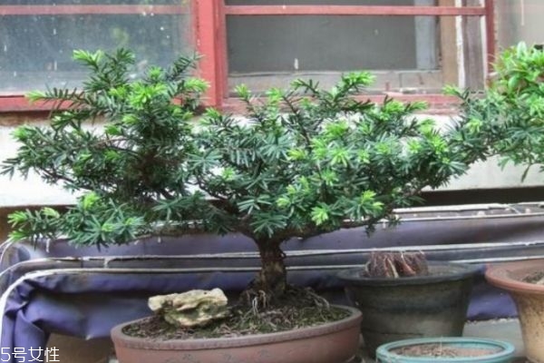 什么是枷羅木呢 枷羅木有什么作用呢 什么是枷羅木呢 枷羅木有什么作用呢