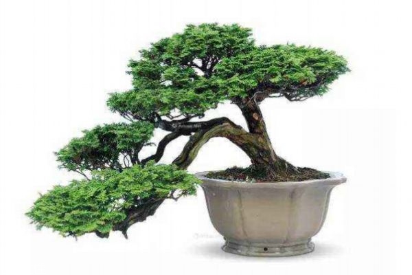 什么是枷羅木呢 枷羅木有什么作用呢 什么是枷羅木呢 枷羅木有什么作用呢