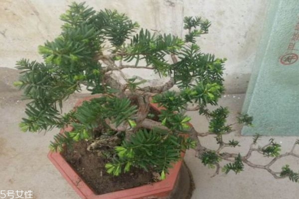 什么是枷羅木呢 枷羅木有什么作用呢 什么是枷羅木呢 枷羅木有什么作用呢