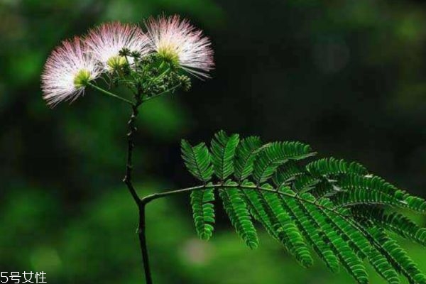 什么是合歡花呢 合歡花有什么作用呢 什么是合歡花呢 合歡花有什么作用呢