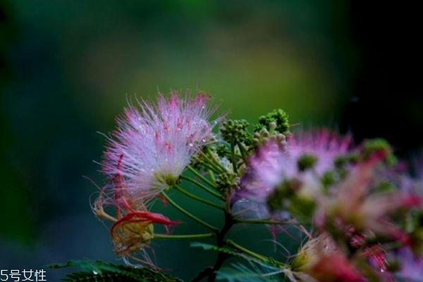 什么是合歡花呢 合歡花有什么作用呢 什么是合歡花呢 合歡花有什么作用呢