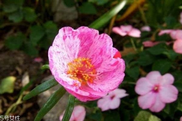 太陽花有什么作用呢 太陽花生長什么環(huán)境里呢 太陽花有什么作用呢 太陽花生長什么環(huán)境里呢