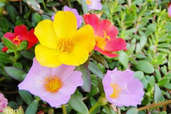 太陽(yáng)花的花語(yǔ)是什么呢 太陽(yáng)花多久需要澆一次水呢 太陽(yáng)花的花語(yǔ)是什么呢 太陽(yáng)花多久需要澆一次水呢