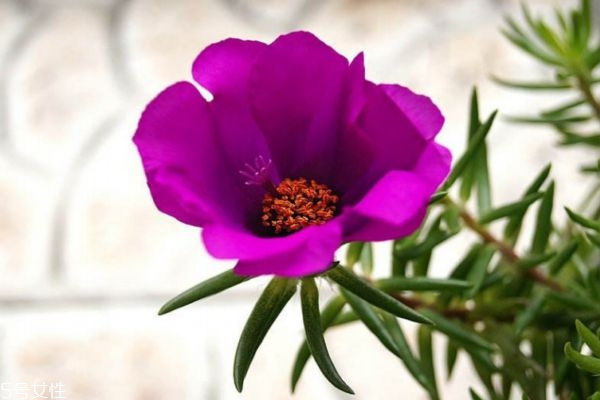 太陽(yáng)花的花語(yǔ)是什么呢 太陽(yáng)花多久需要澆一次水呢 太陽(yáng)花的花語(yǔ)是什么呢 太陽(yáng)花多久需要澆一次水呢