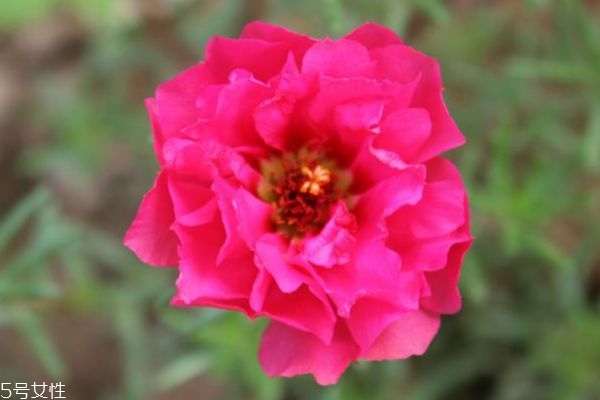 太陽(yáng)花的花語(yǔ)是什么呢 太陽(yáng)花多久需要澆一次水呢 太陽(yáng)花的花語(yǔ)是什么呢 太陽(yáng)花多久需要澆一次水呢