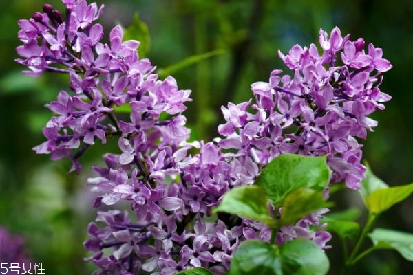 紫丁香的花語是什么呢 紫丁香應(yīng)該怎么種植呢 紫丁香的花語是什么呢 紫丁香應(yīng)該怎么種植呢