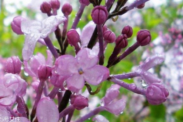 紫丁香的花語是什么呢 紫丁香應(yīng)該怎么種植呢 紫丁香的花語是什么呢 紫丁香應(yīng)該怎么種植呢