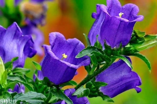 風(fēng)鈴草生長(zhǎng)環(huán)境是怎么樣的呢 風(fēng)鈴草有什么作用呢 風(fēng)鈴草生長(zhǎng)環(huán)境是怎么樣的呢 風(fēng)鈴草有什么作用呢