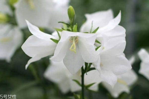 風(fēng)鈴草生長(zhǎng)環(huán)境是怎么樣的呢 風(fēng)鈴草有什么作用呢 風(fēng)鈴草生長(zhǎng)環(huán)境是怎么樣的呢 風(fēng)鈴草有什么作用呢