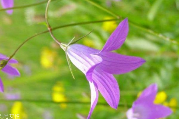 風(fēng)鈴草生長(zhǎng)環(huán)境是怎么樣的呢 風(fēng)鈴草有什么作用呢 風(fēng)鈴草生長(zhǎng)環(huán)境是怎么樣的呢 風(fēng)鈴草有什么作用呢