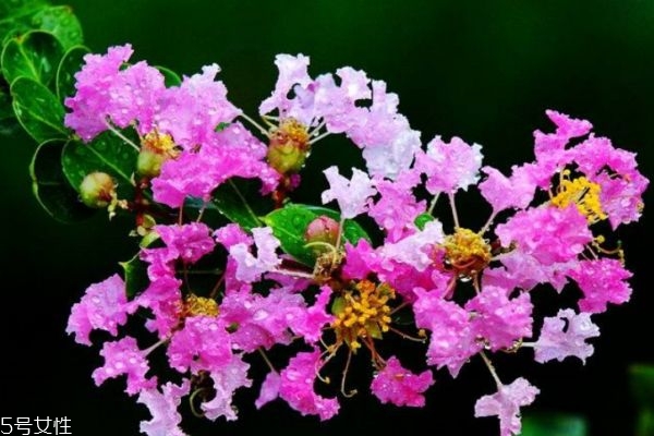 紫薇花的花語(yǔ)是什么呢 紫薇花應(yīng)該怎么種植呢 紫薇花的花語(yǔ)是什么呢 紫薇花應(yīng)該怎么種植呢