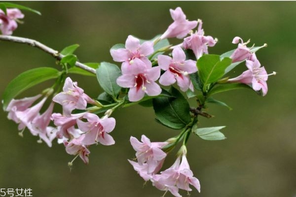 什么是錦帶花呢 錦帶花有什么作用呢 什么是錦帶花呢 錦帶花有什么作用呢