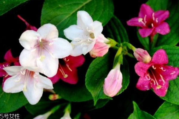 錦帶花的花語(yǔ)是什么呢 錦帶花種植有什么注意的呢 錦帶花的花語(yǔ)是什么呢 錦帶花種植有什么注意的呢