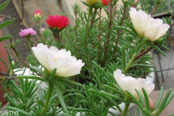 什么是半枝蓮呢 半枝蓮有什么作用呢 什么是半枝蓮呢 半枝蓮有什么作用呢