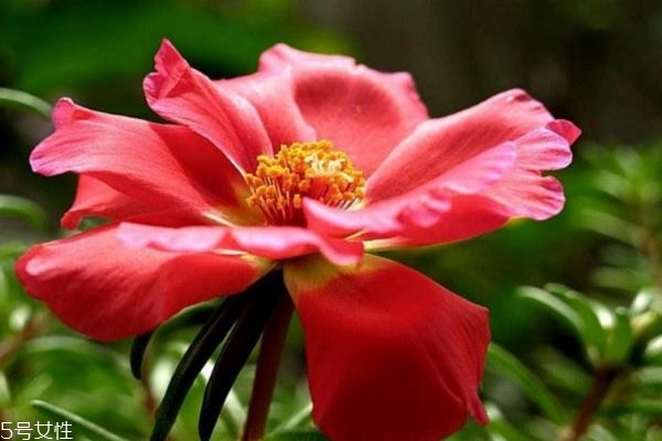 什么是半枝蓮呢 半枝蓮有什么作用呢 什么是半枝蓮呢 半枝蓮有什么作用呢